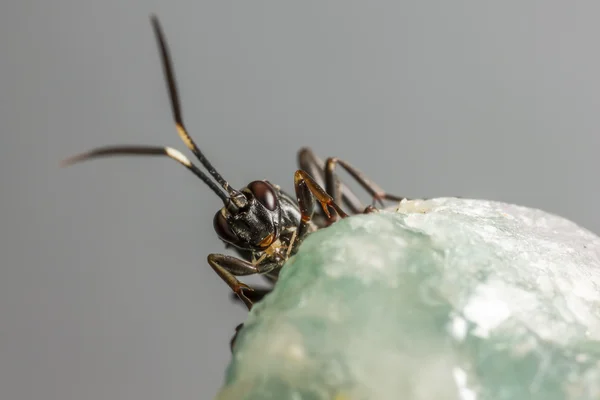 Ichneumon wasp (coelichneumon viyola) — Stok fotoğraf