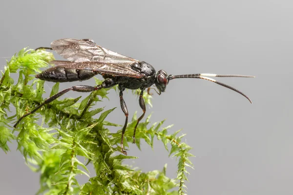 Ichneumon wasp (coelichneumon altviool) — Stockfoto