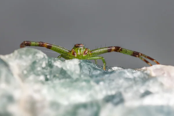 A zöld rák pók, diaea dorsata — Stock Fotó