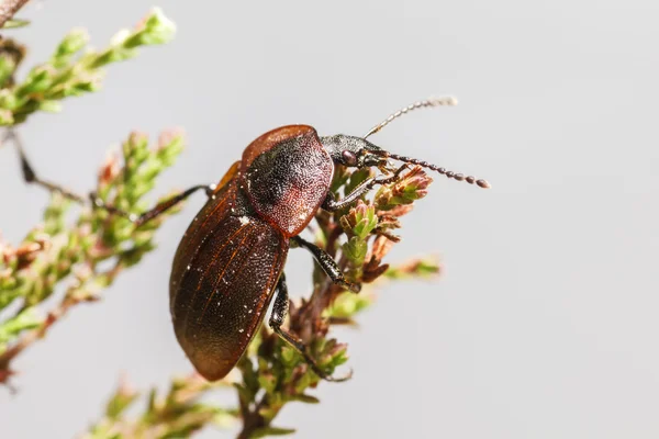 Portrait of a beetle — Stock Photo, Image