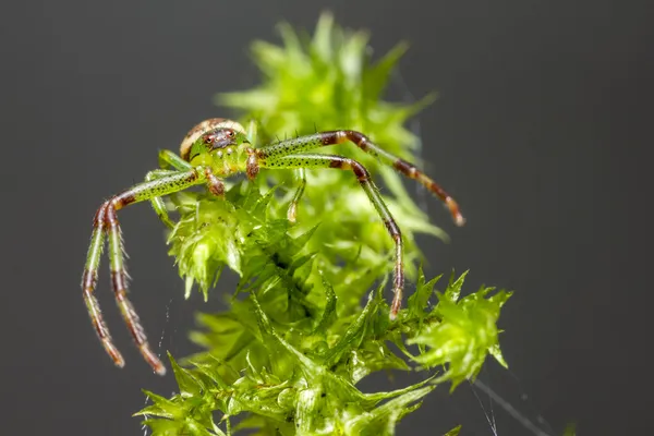 Yeşil yengeç örümceği, diaea dorsata