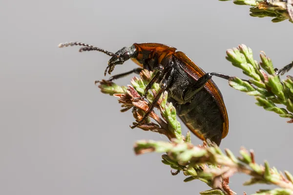 Portrait d'un scarabée — Photo