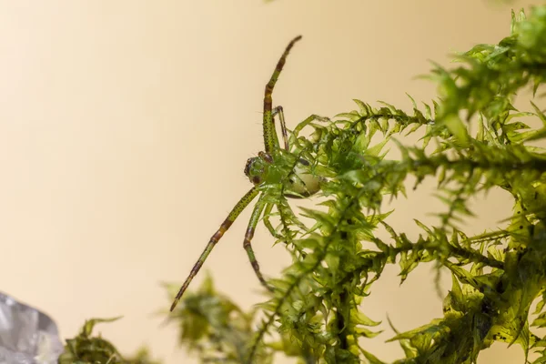 Zelený krab pavoučí, diaea dorsata — Stock fotografie