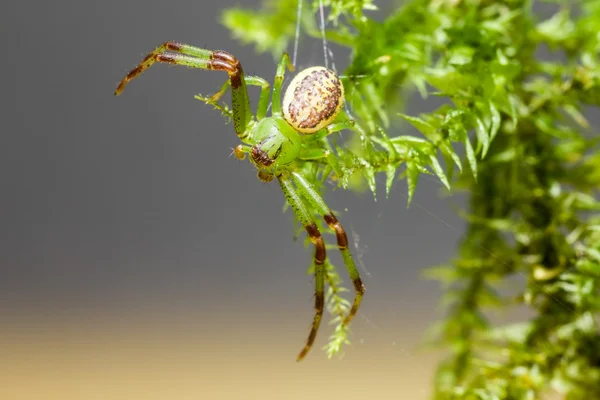 La araña cangrejo verde, Diaea dorsata — Foto de Stock