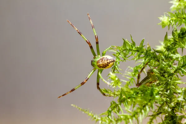 La araña cangrejo verde, Diaea dorsata — Foto de Stock