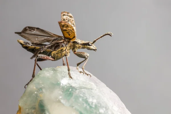 Blackspotted pense destek beetle, rhagium mordax — Stok fotoğraf