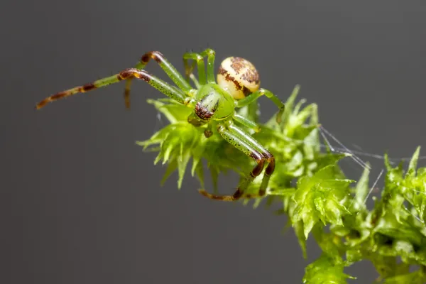 The Green Crab Spider, Diaea dorsata — Stock Image The Green Crab Spider, Diaea dorsata Stock Image