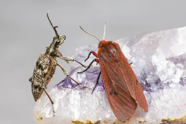 The Ruby Tiger and beetle — Stock Photo, Image