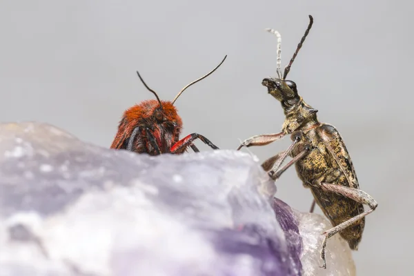 Der rubinrote Tiger und Käfer — Stockfoto