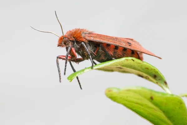 Ruby の虎 (phragmatobia クロゴキブリ) — ストック写真