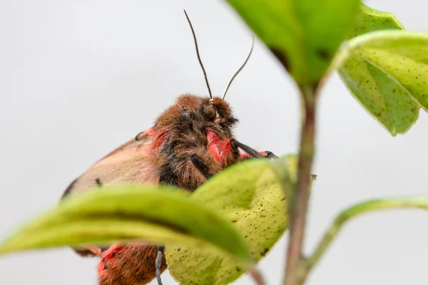 Ruby tygrysa (phragmatobia plamista) — Zdjęcie stockowe