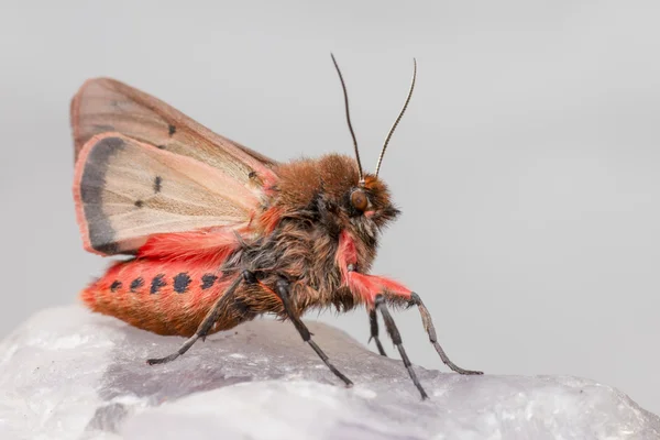 Der rubinrote Tiger (phragmatobia fuliginosa)) — Stockfoto