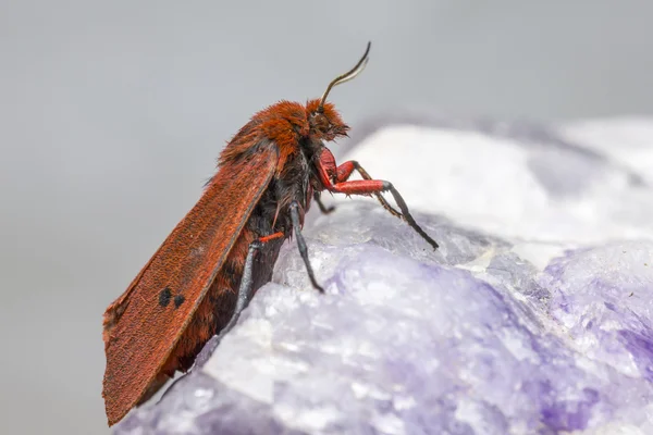 红宝石虎 (phragmatobia 黑胸大蠊) — 图库照片