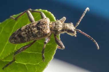 blackspotted pense destek beetle, rhagium mordax