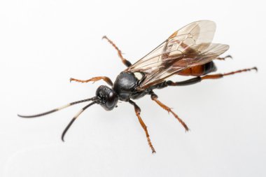ichneumon wasp (coelichneumon viyola)