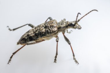 blackspotted pense destek beetle, rhagium mordax