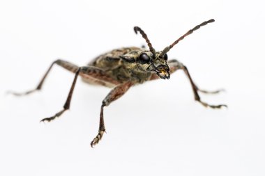 blackspotted pense böcek (rhagium mordax destek)