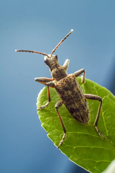 Le pinze a macchie nere sostengono lo scarabeo, Rhagium mordax — Foto Stock