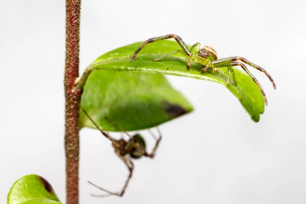 Retrato de uma aranha — Fotografia de Stock