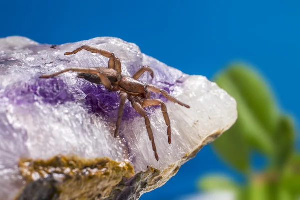 Portrait of a Ground wolf-spider — Stock Photo, Image