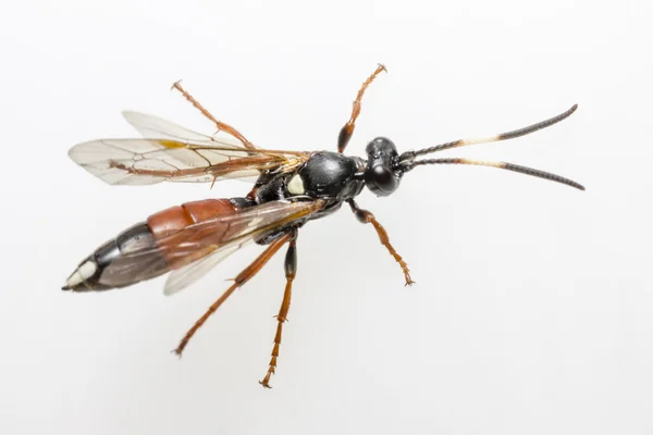 Ichneumon wasp (coelichneumon viyola) — Stok fotoğraf