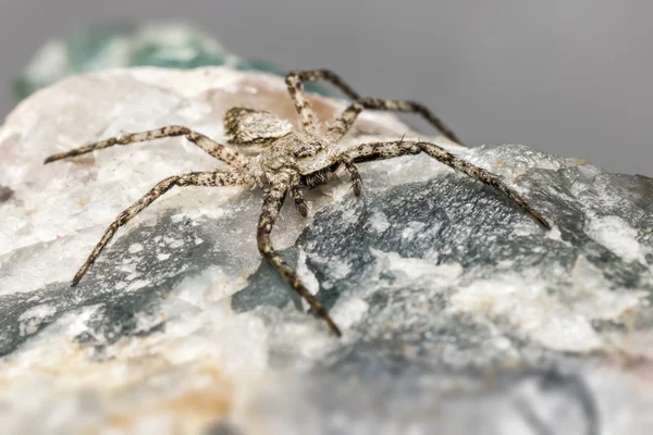 The Lichen Running Spider (Philodromus margaritatus) — Stock Photo, Image