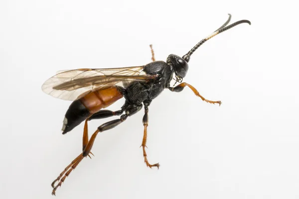 The Ichneumon Wasp (Coelichneumon viola) — Stock Photo, Image