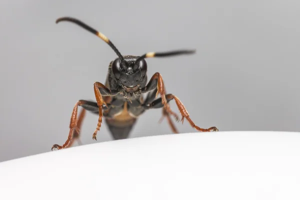 The Ichneumon Wasp (Coelichneumon viola) — Stock Photo, Image