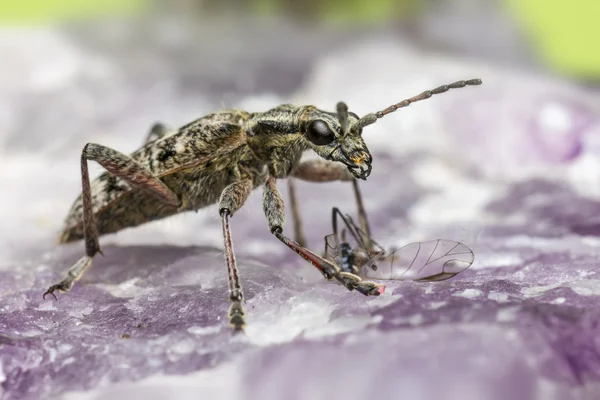 Los alicates manchados apoyan el escarabajo (Rhagium mordax ) —  Fotos de Stock