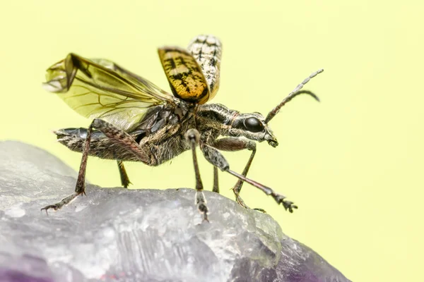 O alicate blackspotted apoiar besouro (Rhagium mordax ) — Fotografia de Stock