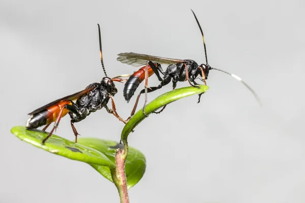 Ichneumon wasp (coelichneumon viyola) — Stok fotoğraf