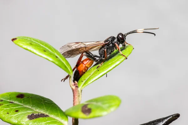 ichneumon wasp (coelichneumon viyola)