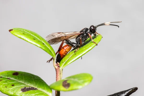 Ichneumon wasp (coelichneumon viola) — Stock fotografie
