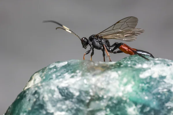 A Vespa de Ichneumon (Coelichneumon viola ) — Fotografia de Stock