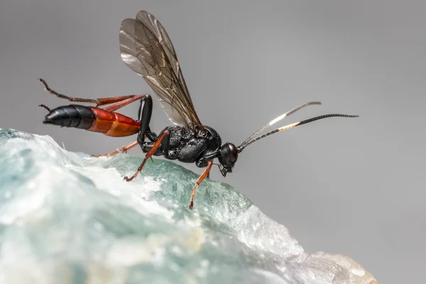 Ichneumon wasp (coelichneumon viyola) — Stok fotoğraf