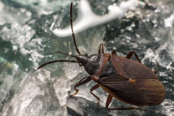 Portrait of a bug — Stock Photo, Image