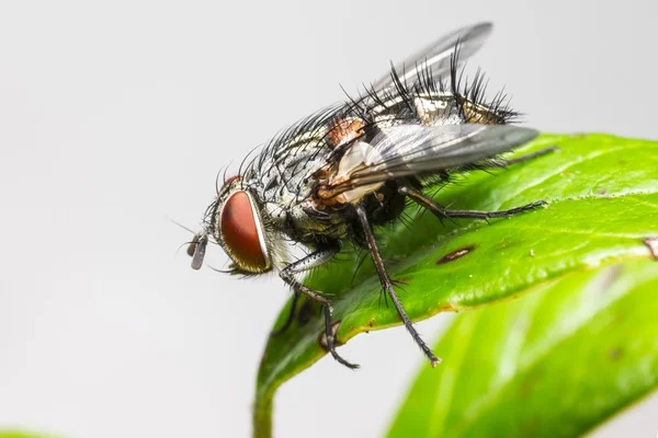 Retrato de una mosca de la casa — Foto de Stock