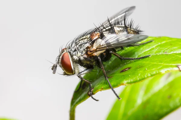 Portrait of a house fly — Stock Photo, Image