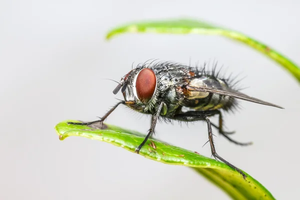 Retrato de una mosca de la casa — Foto de Stock