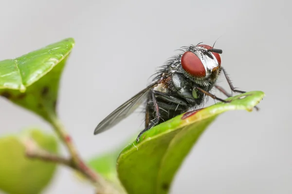 Retrato de uma mosca da casa — Fotografia de Stock