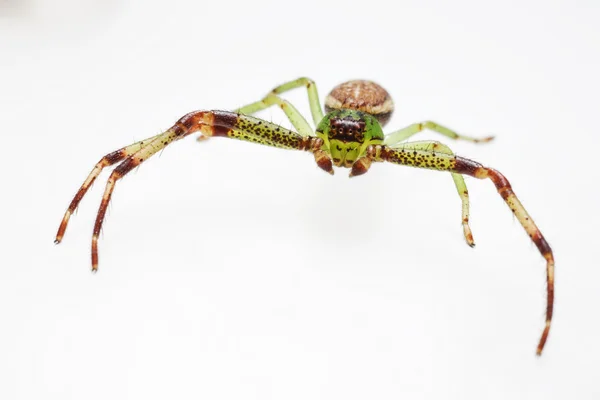 Die grüne Krabbenspinne, diaea dorsata — Stockfoto