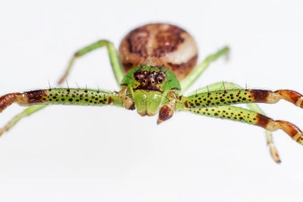 Die grüne Krabbenspinne, diaea dorsata — Stockfoto