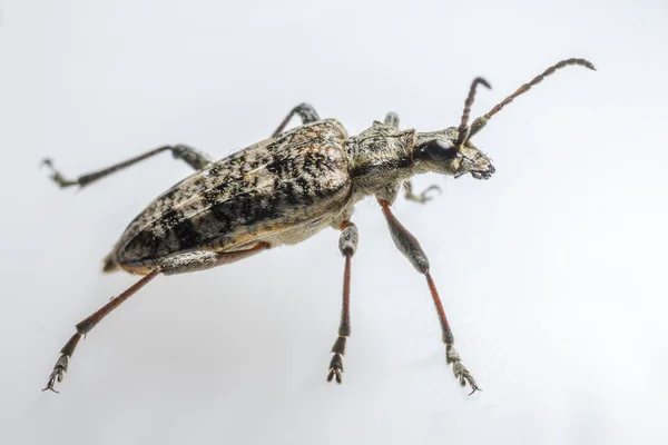 Les pinces à points noirs soutiennent le scarabée, Rhagium mordax — Photo