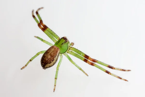 The Green Crab Spider, Diaea dorsata — Stock Photo, Image