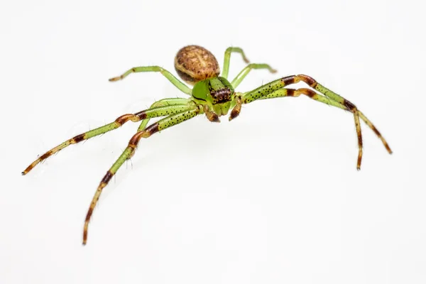 Die grüne Krabbenspinne, diaea dorsata — Stockfoto