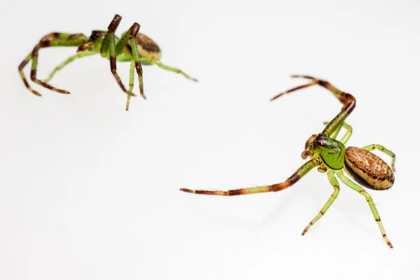 Zelený krab pavoučí, diaea dorsata — Stock fotografie
