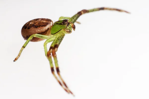 La araña cangrejo verde, Diaea dorsata —  Fotos de Stock