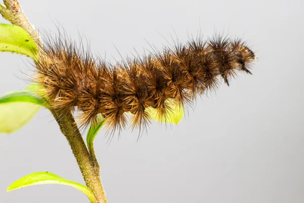 De ruby tijger caterpillar, phragmatobia fuliginosa, — Stockfoto