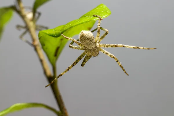 De korstmossen uitgevoerd spin (philodromus margaritatus) — Stockfoto