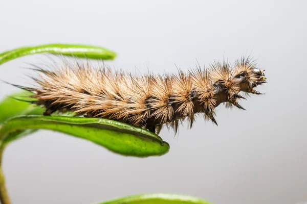 Ruby on Rails kaplan caterpillar, phragmatobia fuliginosa,